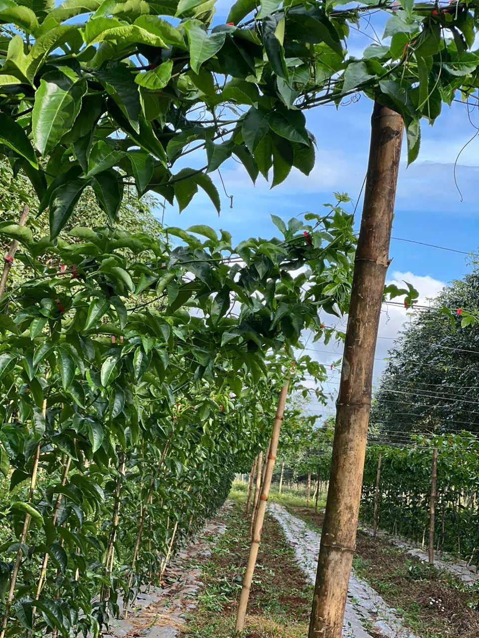 A young vine climbing its stake