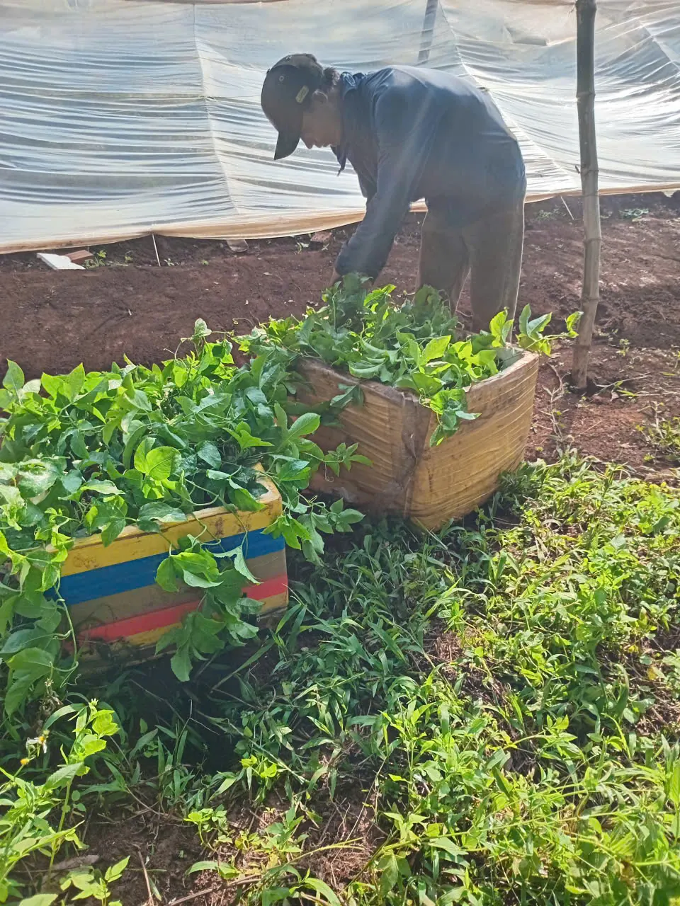 Preparing seedlings in the nursery