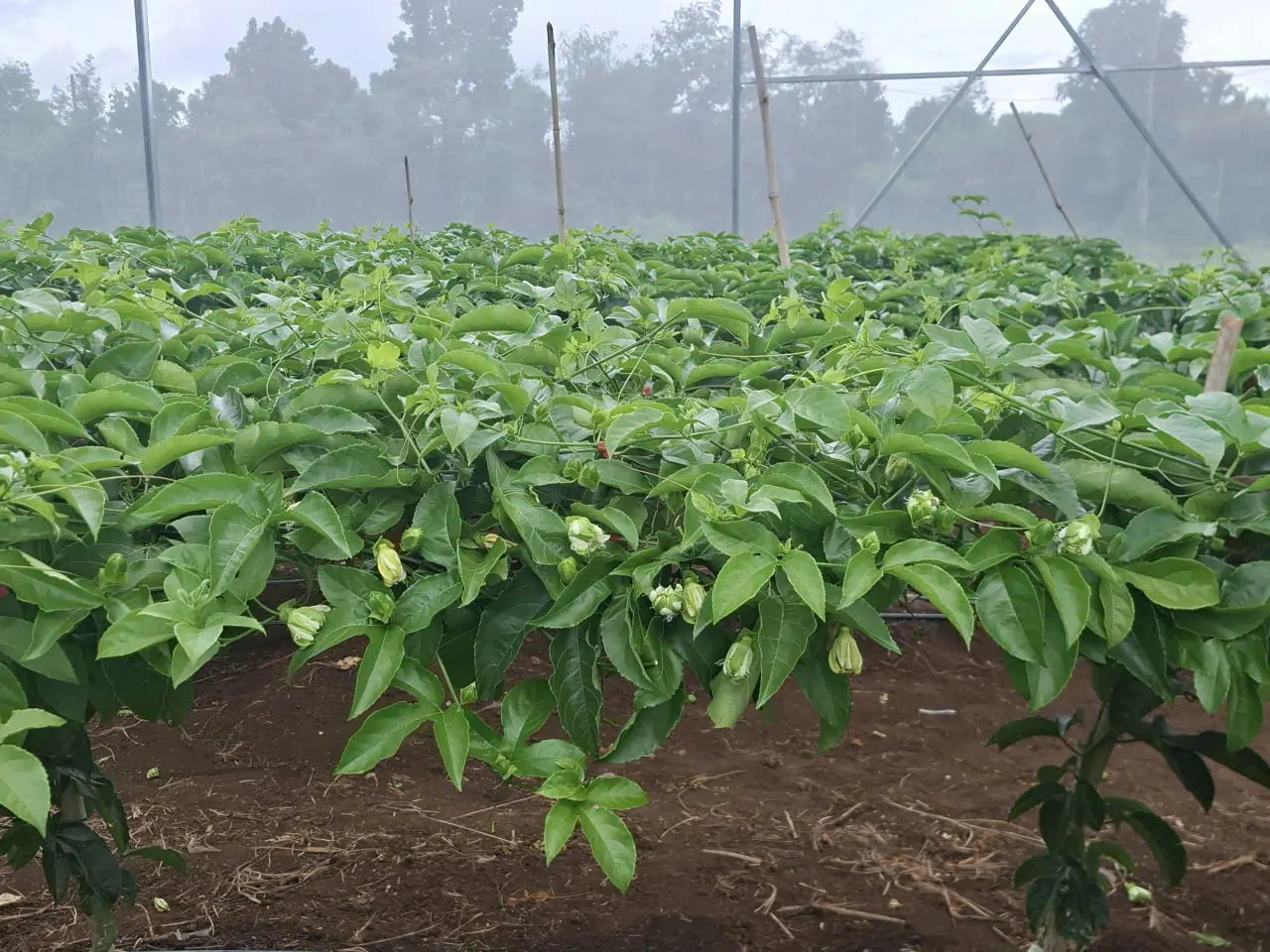 Young plants under greenhouse cover