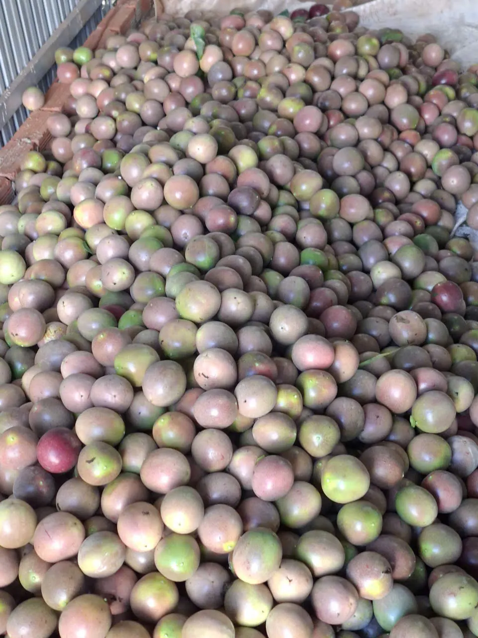 Fresh harvest waiting to be sorted