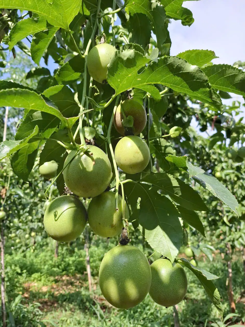 덩굴의 어린 열매
