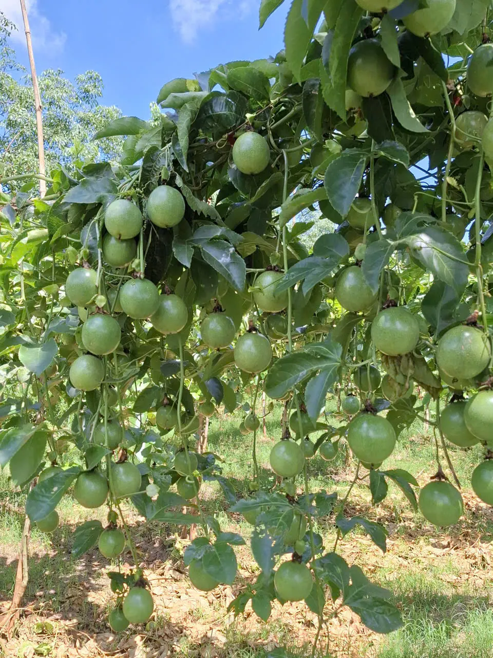 Passion fruit hanging from the vine