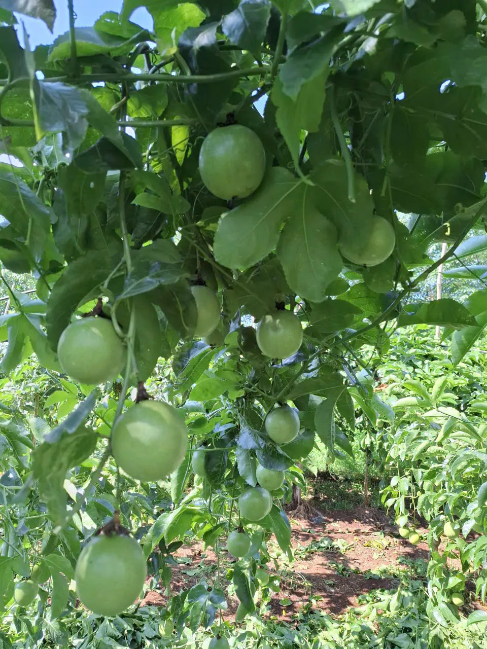 Green fruit ripening in the shade of the leaves