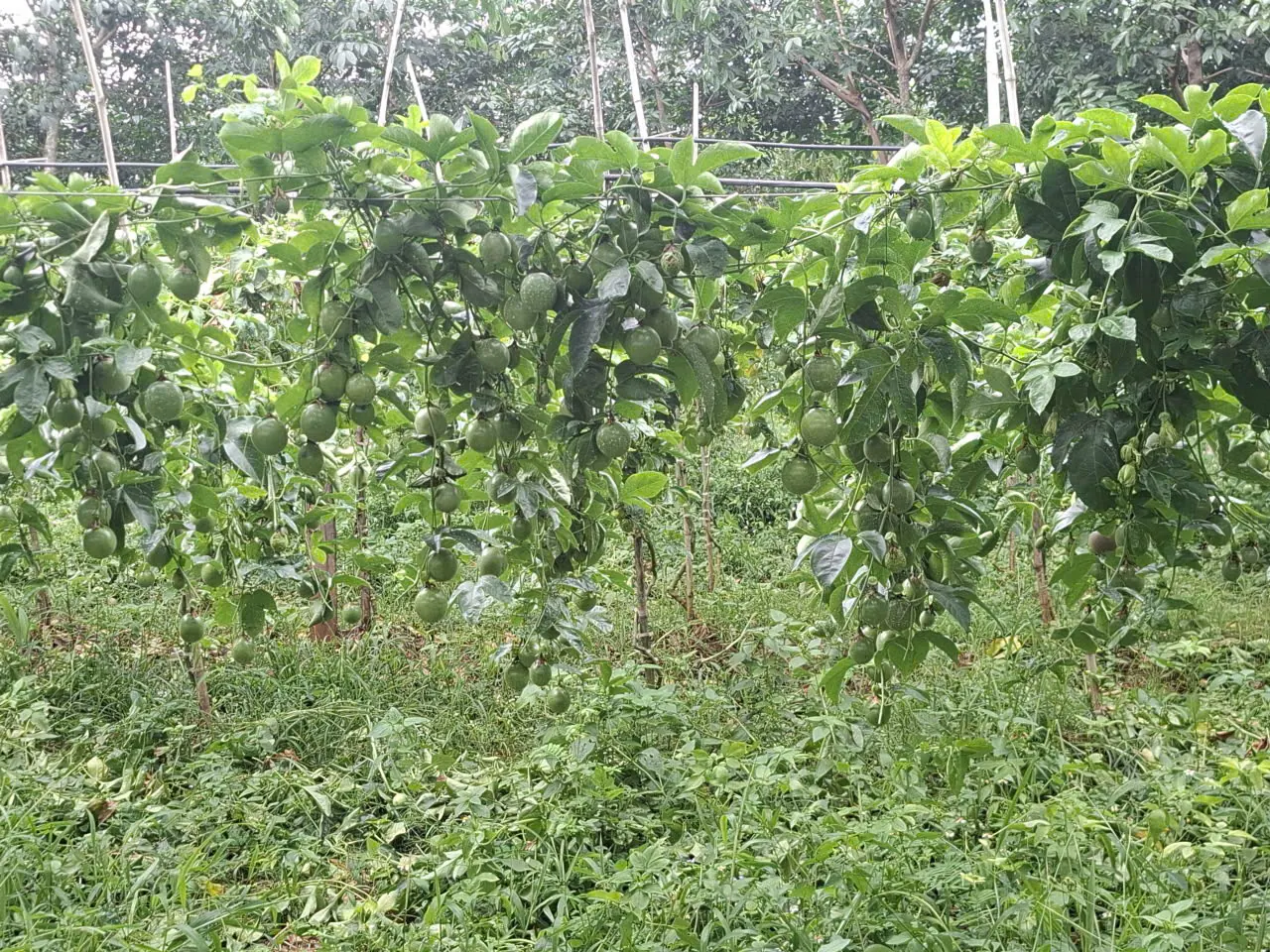 Mature vines in the field