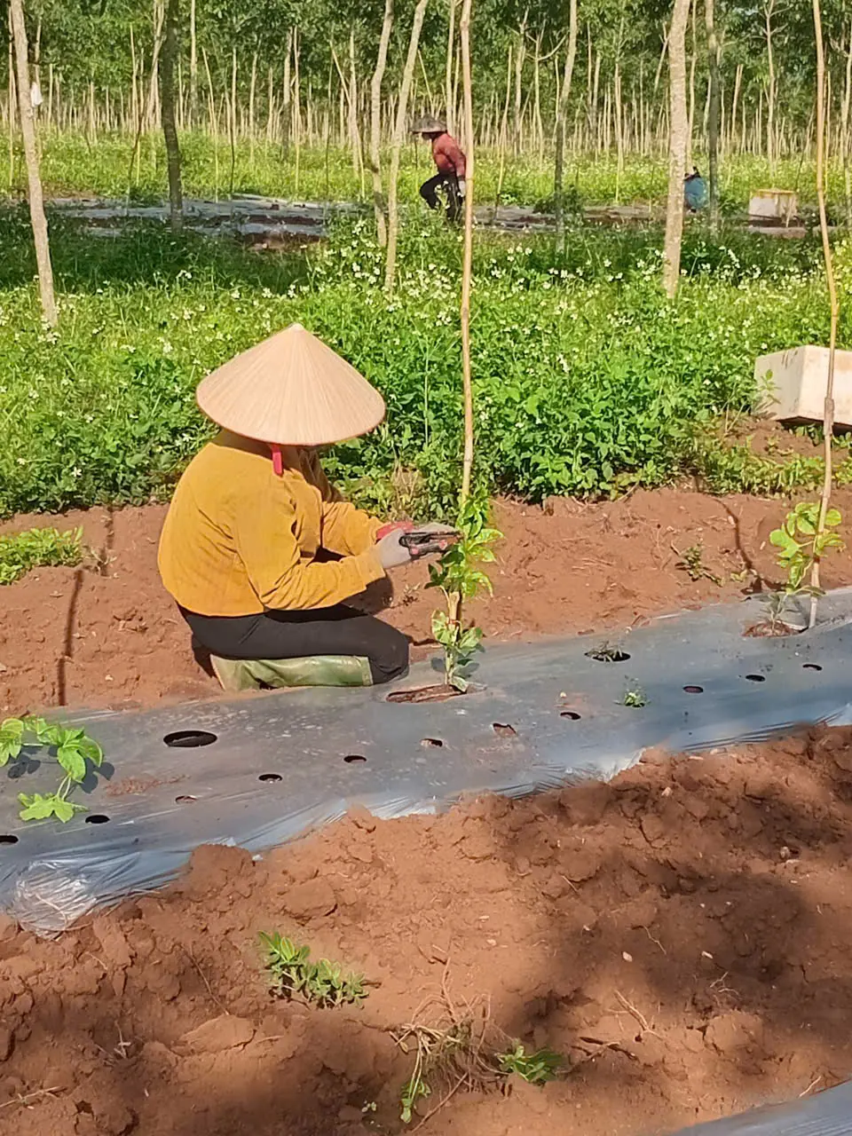 대나무 지주 옆에 손으로 심기